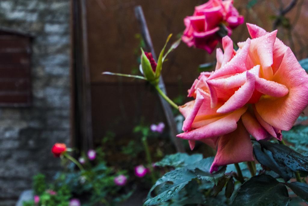 ג'יאן 花蓮 達芙妮花園民宿 מראה חיצוני תמונה