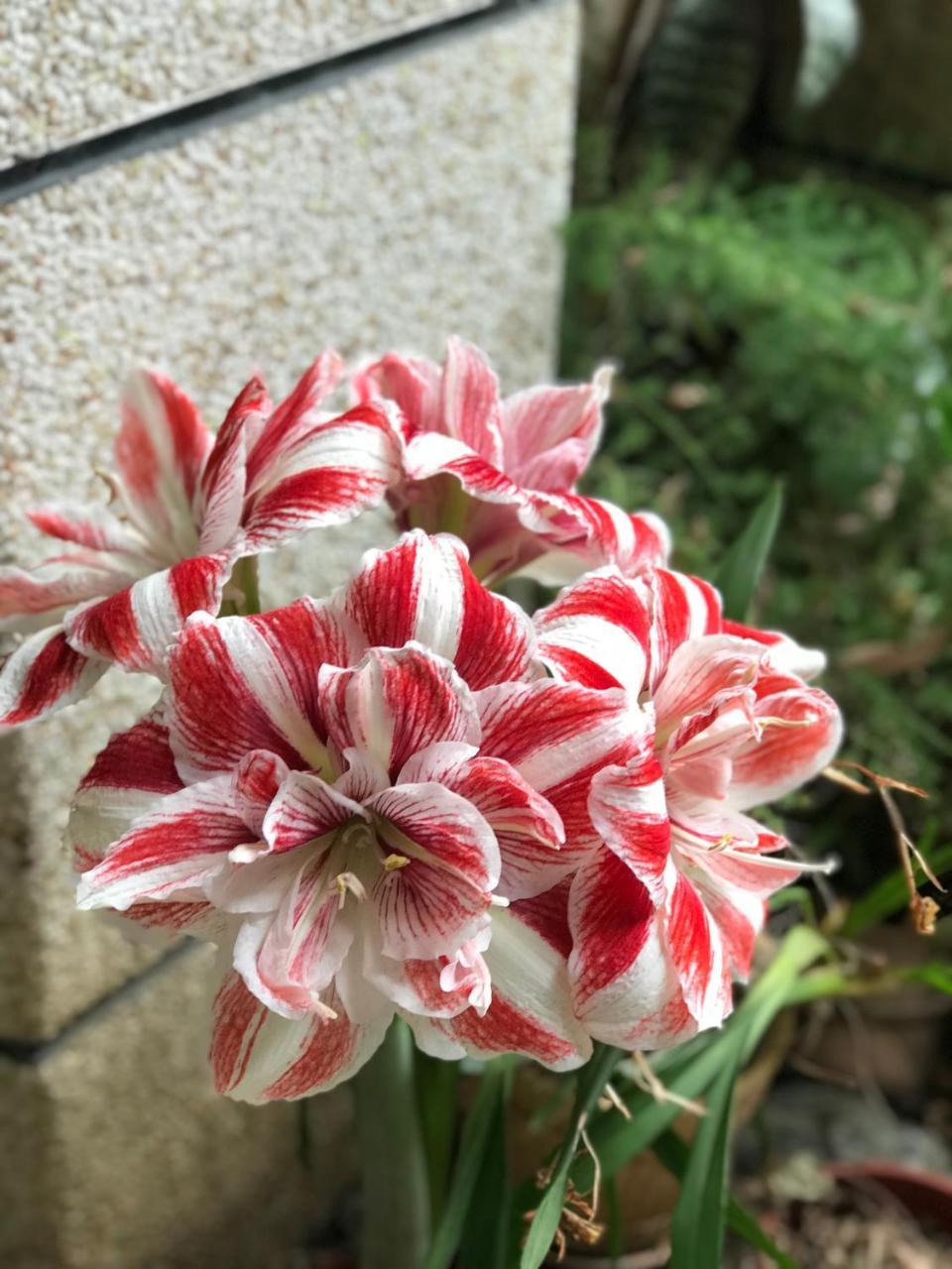 ג'יאן 花蓮 達芙妮花園民宿 מראה חיצוני תמונה